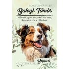 Személyre szabható - Ausztrál juhászkutya portré mintás füzet