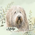 Névvel kérhető - Komondor portré mintás párna