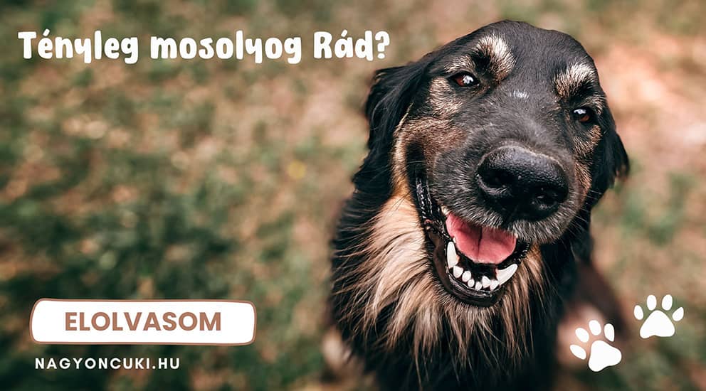 Tényleg rád mosolyog a kutyád? 